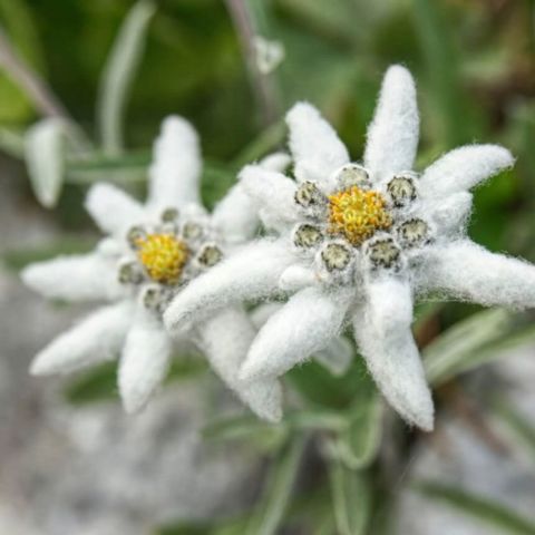 Edelweiss